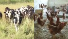 Chile prueba modelos de ganadería regenerativa