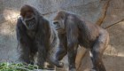 Gorila se recupera de covid-19 en San Diego