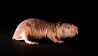 Cada colonia de rata topo desnuda tiene su dialecto único