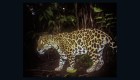 Guatemala: jaguares viven como si no hubiera humanos