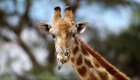 Jirafa bebé del Zoológico de Chapultepec busca nombre