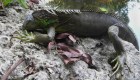 Las iguanas caen de los árboles por el frío ártico