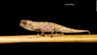 Nanocamaleón, ¿el reptil más pequeño del mundo?