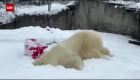 Deja todo y mira a este oso polar jugar en la nieve