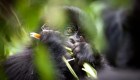 Las selfis de turistas propagarían el covid-19 en gorilas
