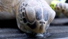Tortugas marinas paralizadas por bajas temperaturas en Texas