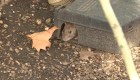Ratas infestan Londres