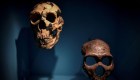 Encuentran que los neandertales hablaban como los humanos