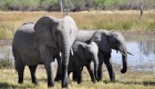 Elefantes africanos están en peligro crítico de extinción