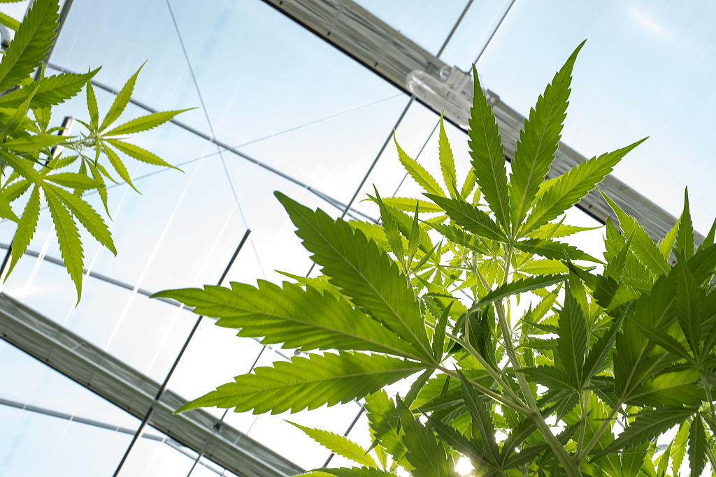 Propuesta en Nueva York para legalizar la marihuana