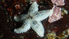 Algunas estrellas de mar son caníbales, según estudio