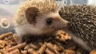 Zoológico sustituye a erizo con cepillo en Japón