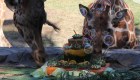 Festejo con pasteles para animales de zoológico en México