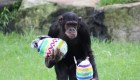Animales buscan huevos de Pascua