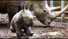 Ve a este rinoceronte recién nacido en zoológico europeo