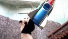 Un oso panda, protagonista de homenaje a Yuri Gagarin
