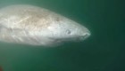 Este tiburón ciego puede vivir más de 400 años