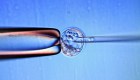 Los embriones quimera, ¿son el futuro de la salud humana?