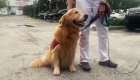 Este perro da alivio a familias del derrumbe en Miami