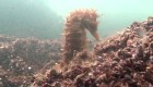 Caballitos de mar luchan por vivir en laguna contaminada