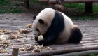 Así salvan a los pandas gigantes de extinguirse