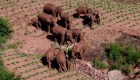 Conmovedor encuentro entre tres elefantes