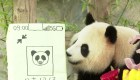 Panda gigante celebra su cumpleaños en Shanghái