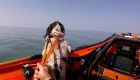 Así rescatan a un perro perdido en el mar en Gales