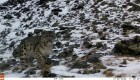 Mira las primeras imágenes de este raro leopardo en años
