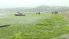 "Marea verde" invade la costa de China