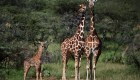 Estudio asegura que jirafas tienen guarderías para las crías