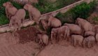Famosa manada de elefantes nómadas regresa a casa