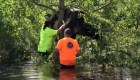 Rescatan a una vaca atrapada en un árbol tras el huracán Ida