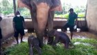 Mira a estos elefantitos gemelos recién nacidos