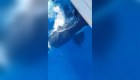 Susto por grupo de orcas que atacan velero