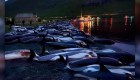 Un mar de sangre: dramática cacería de más de 1400 delfines
