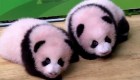 Mira a estos adorables bebés panda gemelos de 100 días