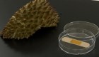 Convierten cáscara de durián en vendas de gel sanitario