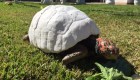Récord Guinness: un caparazón de tortuga impreso en 3D