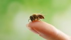 Conoce las colmenas de abejas más altas del mundo