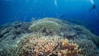 Arrecifes de coral se encuentran en peligro