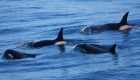 Científicos hallan orcas cazadoras de grandes mamíferos