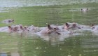 Lanzan anticonceptivos a los hipopótamos en Colombia