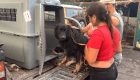 Así intentan rescatar perros y otros animales en La Palma