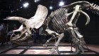 Subastan fósil del dinosaurio triceratops "Big John"
