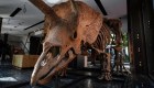 Venden por US$ 7,7 millones el Tricératops más grande del mundo