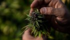 Panamá, a días de permitir el uso de cannabis medicinal