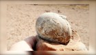 Gran hallazgo argentino: descubren huevos de dinosaurios