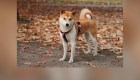 Shiba Inu: ¿cómo es el perro detrás de la criptomoneda?