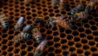 Estas abejas buitre comen carne y así lo hacen